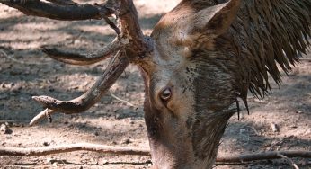 Tödliche „Zombie-Hirsch-Krankheit“ auf Menschen übergesprungen