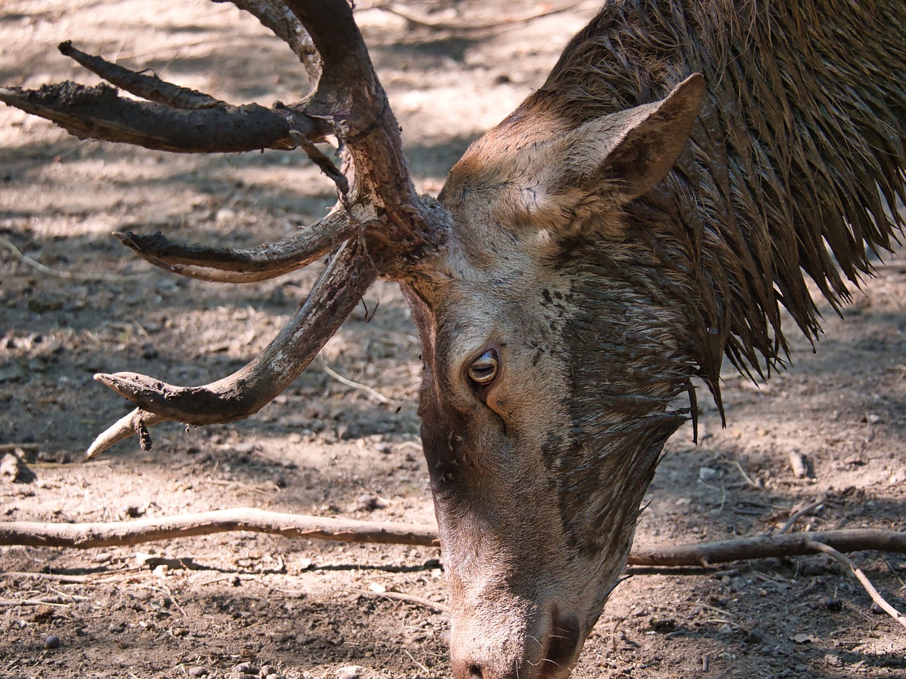 Tödliche „Zombie-Hirsch-Krankheit“ auf Menschen übergesprungen