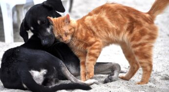 Haustiere: Nahrungsergänzungen für ein längeres Tierleben? Jetzt entdecken!