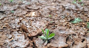 Studie: Extremwetterereignisse bedrohen Amphibien
