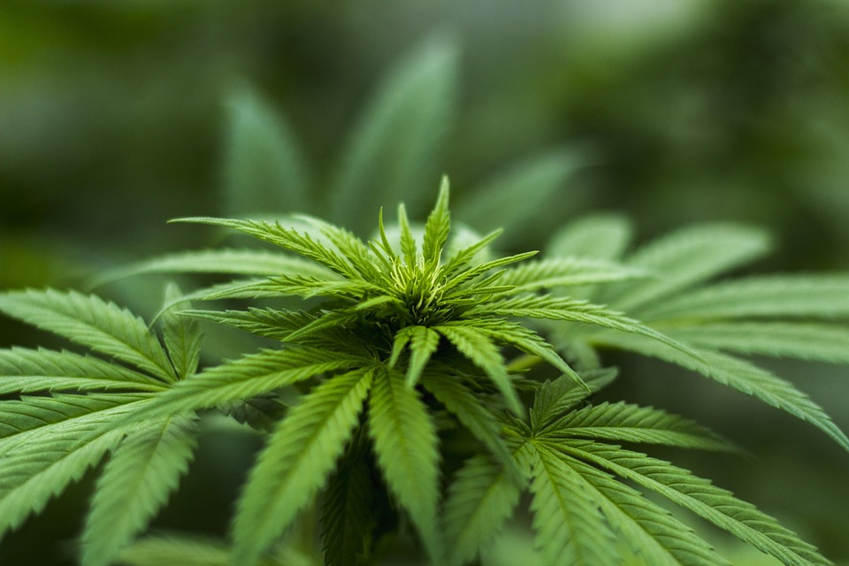 Grünes Licht für Cannabis: Die neuen Regeln, die jeder kennen muss!