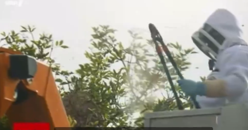 Gefährliches Ungeziefer breitet sich aus in deutschen Gärten  