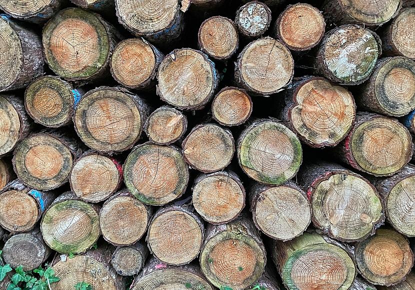 EU-Kommission will Entwaldungsverordnung erneut verschieben