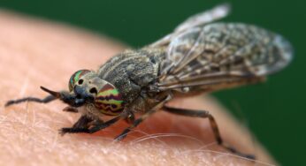 Mann stirbt wenige Wochen nach Mückenstich auf Pferdehof