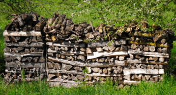 Feuerholzsammeln kann teuer zu stehen kommen