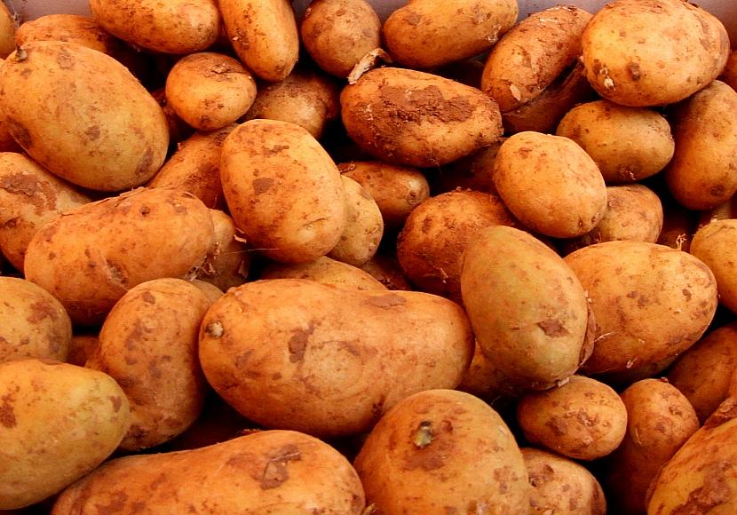 CSU fordert nationale Kartoffel-Reserve statt Erntevernichtung