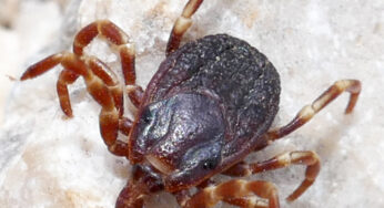 Riesige, Menschen jagende Zecke breitet sich in Deutschland aus