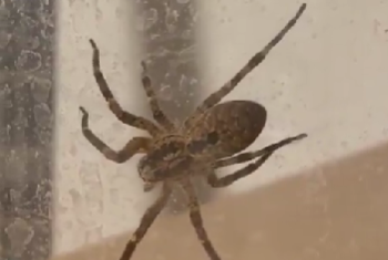 Hochgiftige Spinnen breiten sich in Deutschland aus