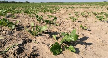 WMO erwartet Rückkehr von Wetterphänomen El Nino