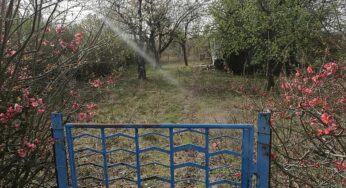 Gartenbesitzer in Deutschland fördern verstärkt Artenvielfalt