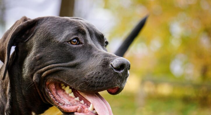 Mitten in Deutschland: Mädchen (4) von Hund zerfleischt