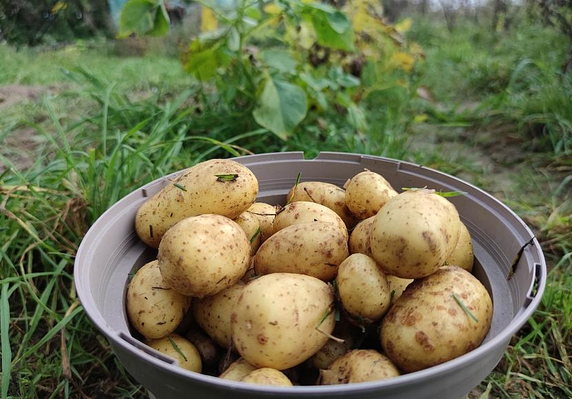 Niedrigere Ernte und deutliche Preissteigerungen bei Kartoffeln