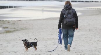 Einnahmen aus Hundesteuer stagnieren auf hohem Niveau