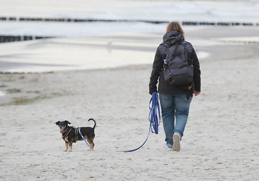 Einnahmen aus Hundesteuer stagnieren auf hohem Niveau