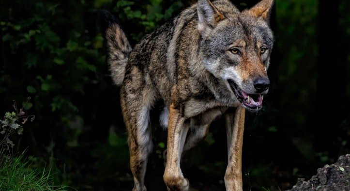 Wolf attackiert Kind in deutschem Freizeitpark